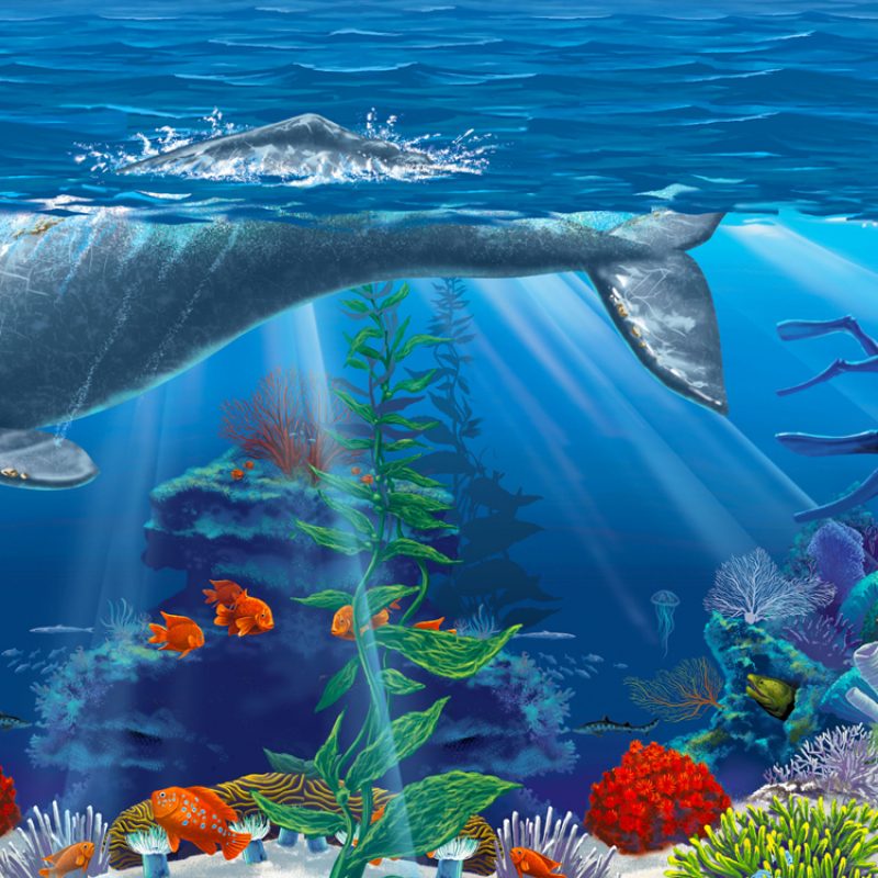 Pacific Ocean Whale brochure