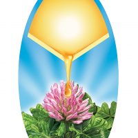 Clover Honey